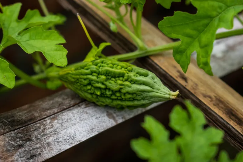 Stop Spot-Treating Your Breakouts: What Vietnamese Herbalists Have Known About Acne for Centuries